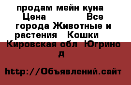 продам мейн куна › Цена ­ 15 000 - Все города Животные и растения » Кошки   . Кировская обл.,Югрино д.